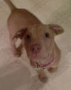 Nova - ADOPTED 01.08.15