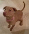 Nova - ADOPTED 01.08.15
