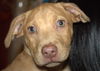 Nova - ADOPTED 01.08.15