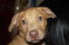 Nova - ADOPTED 01.08.15