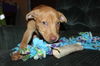 Nova - ADOPTED 01.08.15