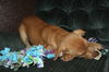 Nova - ADOPTED 01.08.15