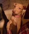 Nova - ADOPTED 01.08.15