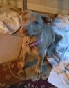 Nova - ADOPTED 01.08.15