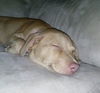 Nova - ADOPTED 01.08.15