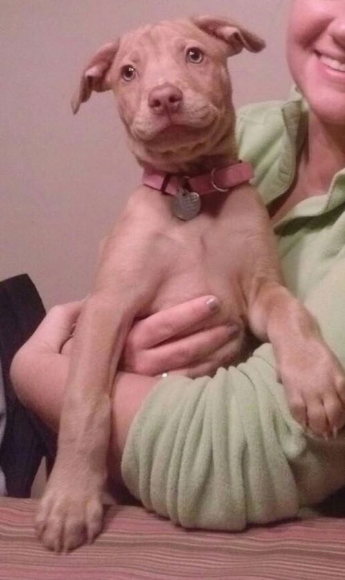 Nova - ADOPTED 01.08.15
