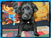 Tm Litter Zack - ADOPTED 01.20.15