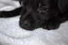 Tm Litter Zack - ADOPTED 01.20.15