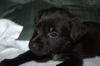 Tm Litter Zack - ADOPTED 01.20.15
