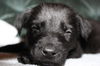 Tm Litter Zack - ADOPTED 01.20.15
