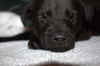 Tm Litter Zack - ADOPTED 01.20.15