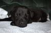 Tm Litter Zack - ADOPTED 01.20.15