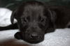 Tm Litter Zack - ADOPTED 01.20.15