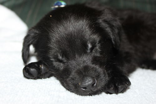 Tm Litter Zack - ADOPTED 01.20.15