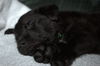 Tm Litter Zack - ADOPTED 01.20.15