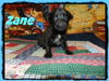 Tm Litter Zane - ADOPTED 02.15.15