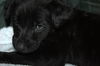 Tm Litter Zane - ADOPTED 02.15.15