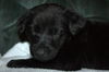 Tm Litter Zane - ADOPTED 02.15.15