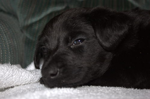 Tm Litter Zane - ADOPTED 02.15.15