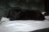 Tm Litter Zane - ADOPTED 02.15.15