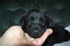 Tm Litter Zane - ADOPTED 02.15.15