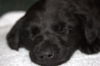 Tm Litter Zane - ADOPTED 02.15.15