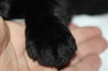Tm Litter Zane - ADOPTED 02.15.15