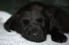 Tm Litter Zane - ADOPTED 02.15.15