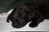 Tm Litter Zane - ADOPTED 02.15.15