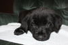 Tm Litter Zoey - ADOPTED 02.23.15