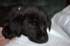 Tm Litter Zoey - ADOPTED 02.23.15