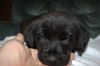 Tm Litter Zoey - ADOPTED 02.23.15