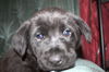 Tm Litter Zoey - ADOPTED 02.23.15
