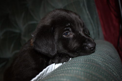 Tm Litter Zoey - ADOPTED 02.23.15