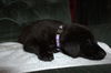 Tm Litter Zoey - ADOPTED 02.23.15
