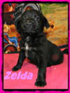 Tm Litter Zelda - ADOPTED 02.15.15