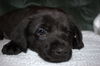 Tm Litter Zelda - ADOPTED 02.15.15