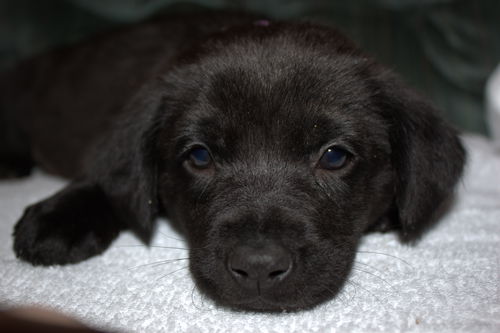 Tm Litter Zelda - ADOPTED 02.15.15