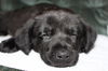Tm Litter Zelda - ADOPTED 02.15.15