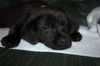 Tm Litter Zelda - ADOPTED 02.15.15