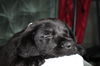 Tm Litter Zelda - ADOPTED 02.15.15