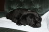 Tm Litter Zelda - ADOPTED 02.15.15
