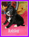 Um Litter Ashley - ADOPTED 01.16.15