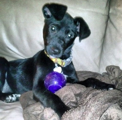 Sierra - ADOPTED 01.17.15