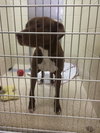 Reno-ADOPTED-1.18.15