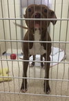 Reno-ADOPTED-1.18.15