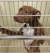 Reno-ADOPTED-1.18.15