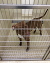 Reno-ADOPTED-1.18.15