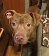 Reno-ADOPTED-1.18.15