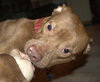 Reno-ADOPTED-1.18.15